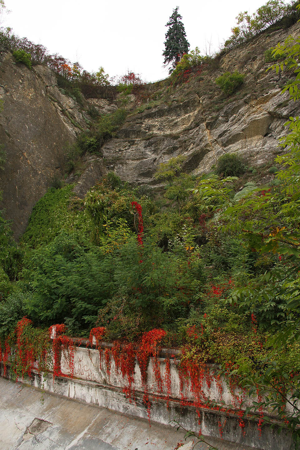 Místo vavřínů na krku sportovních plavců ovíjí startovací bloky psí víno.
