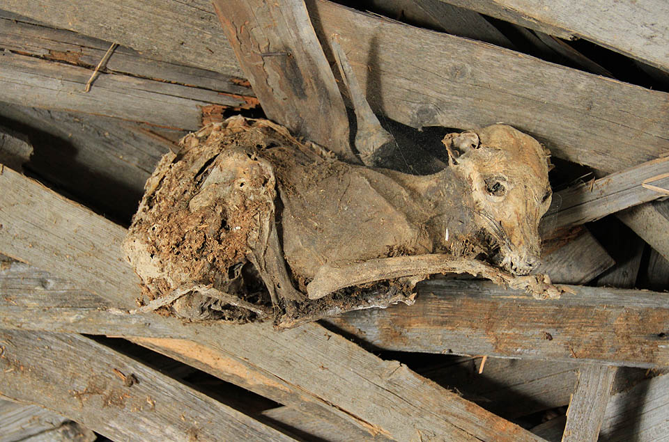 Pozor! Nádraží v Budišově má svého strašlivého hlídače - mumifikovaného nádražního psa!