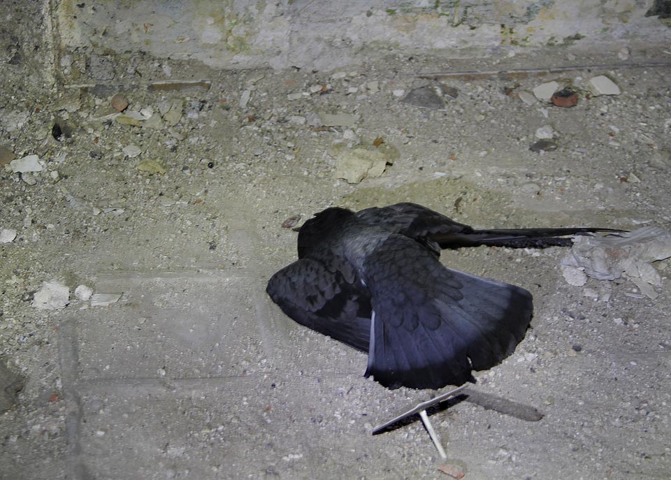 V roce 2014 byli jedinými obyvateli domu holubi. Líhli se zde z vajec, ukrývali se před deštěm a také tu po celý rok umírali.