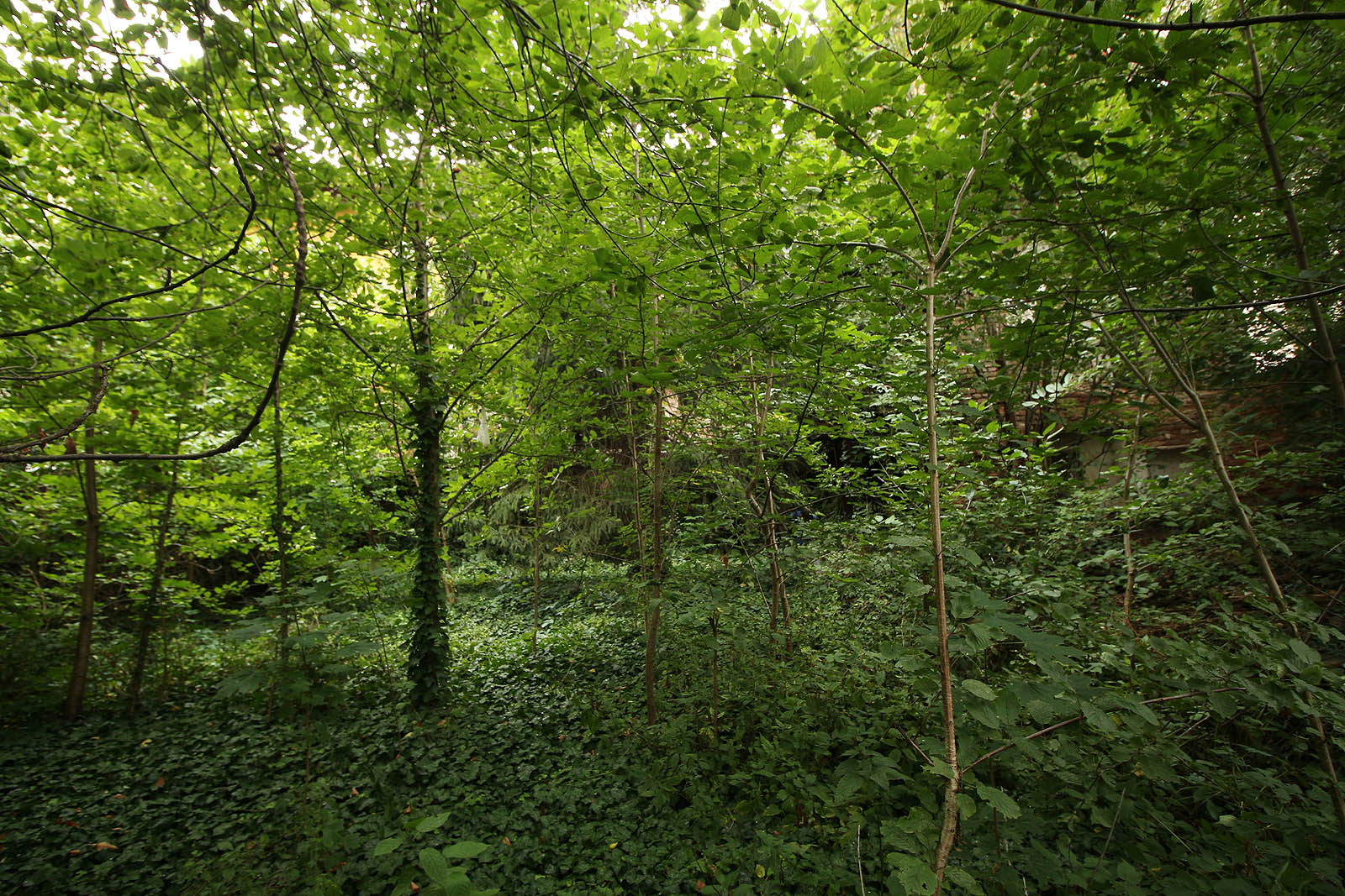 Dvůr, plynule přecházející v zahradu, je nádhernější, než kdykoliv předtím. Něco mezi židovským hřbitovem, kanadským pralesem a zákoutím pod ořecehm v zahradě u tetičky, které mělo vždycky zvláštní, vlhce hořkou vůni.