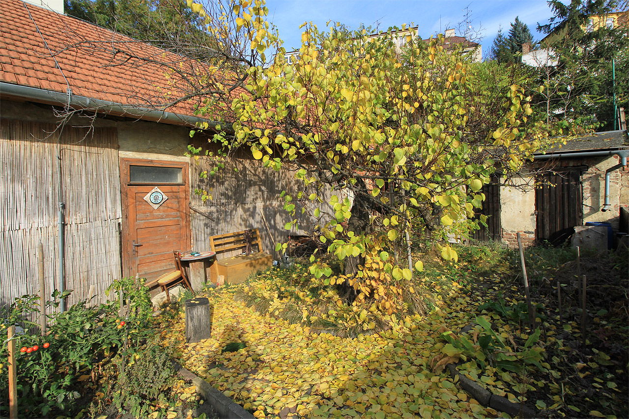 Na podzim se ze stromu sype záplava zlatého listí jakov pohádkové zahradě.