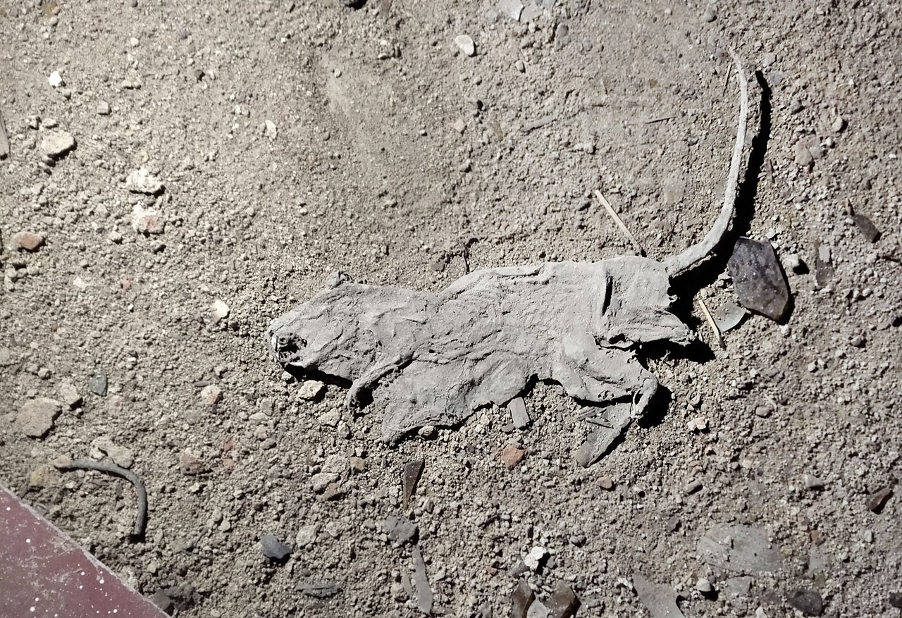 Na rozloučenou nám kyne ocasem zplacatěný sušený potkan.