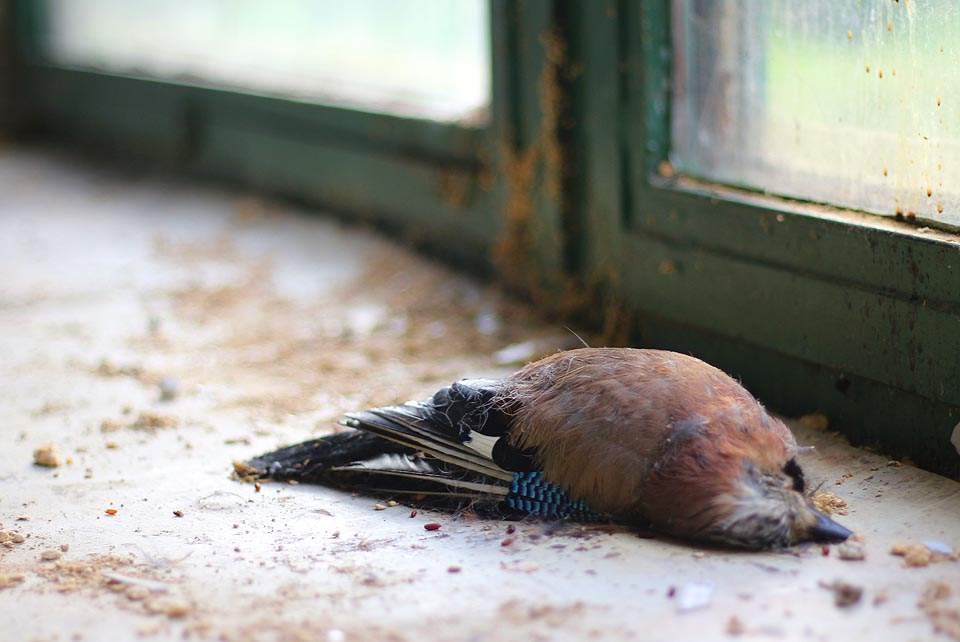 Ponuré opuštěné místo má negativní vliv na všechno živé. Tato sojka vletěla sklepním okénkem do budovy a potom tak dlouho narážela jako moucha hlavou do prosklené stěny, až padla vysílením na parapet. Tam ji čekala pomalá mumifikace, šťavnatému stromoví nadohled.