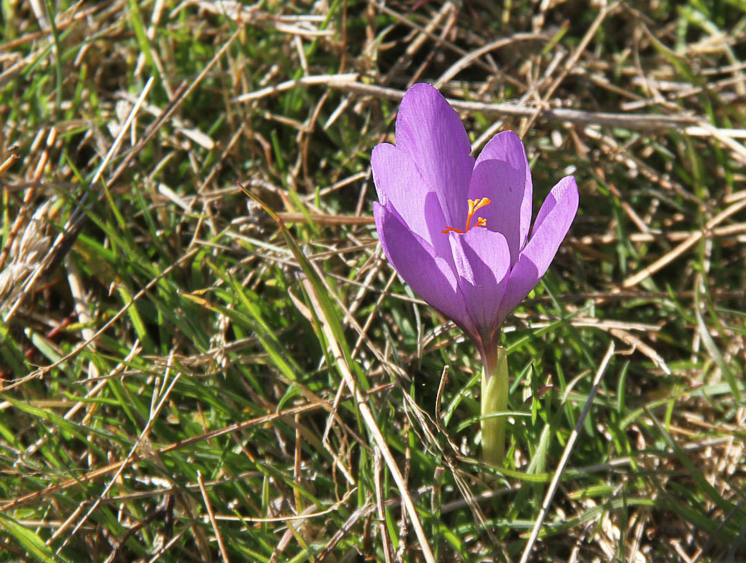 Koleje už zřejmě ze stanice Cotos dál nepovedou. Ale aspoň tu na loukách na podzim krásně kvetou ocúny.