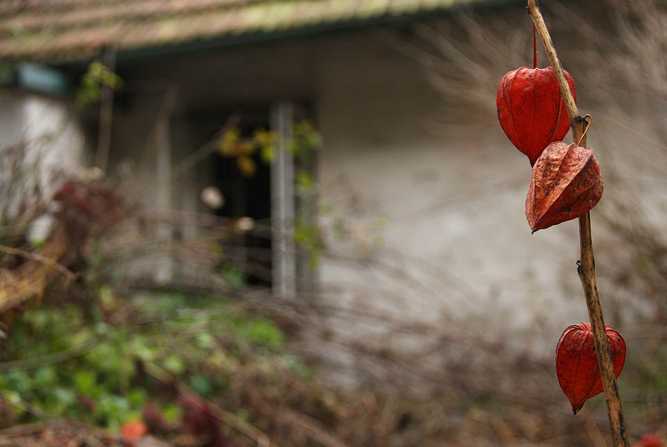Dvorek za domem č. 79 ještě zdobí loňské mochyně židovské třešně. Pravděpodobně poslední.