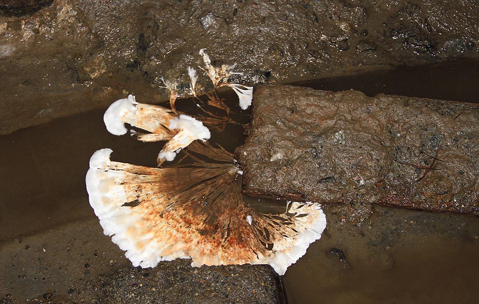 Přestože se tu padesát let nic neděje, ve štole není úplně mrtvo. I na organických látkách z výdřevy může existovat život.