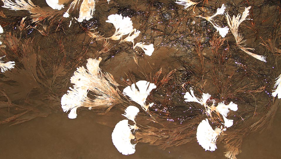 Vějířovitou vodní houbu jsme zatím nezvládli identifikovat.