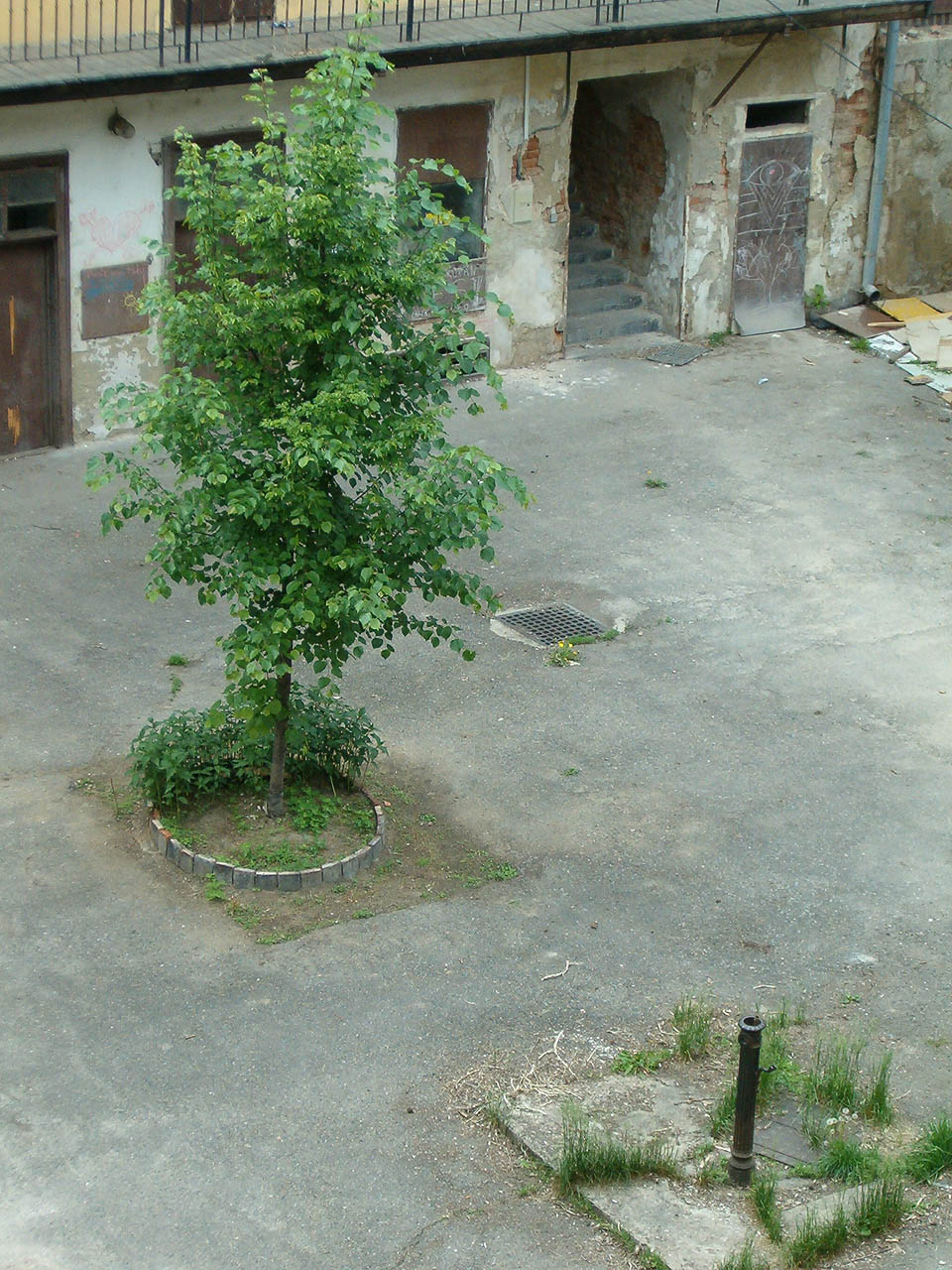Pohled na dvorek s nově vysazeným stromem a zbytkem litinové pumpy. Mříž nevedla do kanálu, ale do podzemního labyrintu, který se pod domem rozkládal možná už od 16. století. Nebylo těžké proklounout dovnitř a sptařit nad hlavou čtverečky oblohy mezi pavlačovými domy.