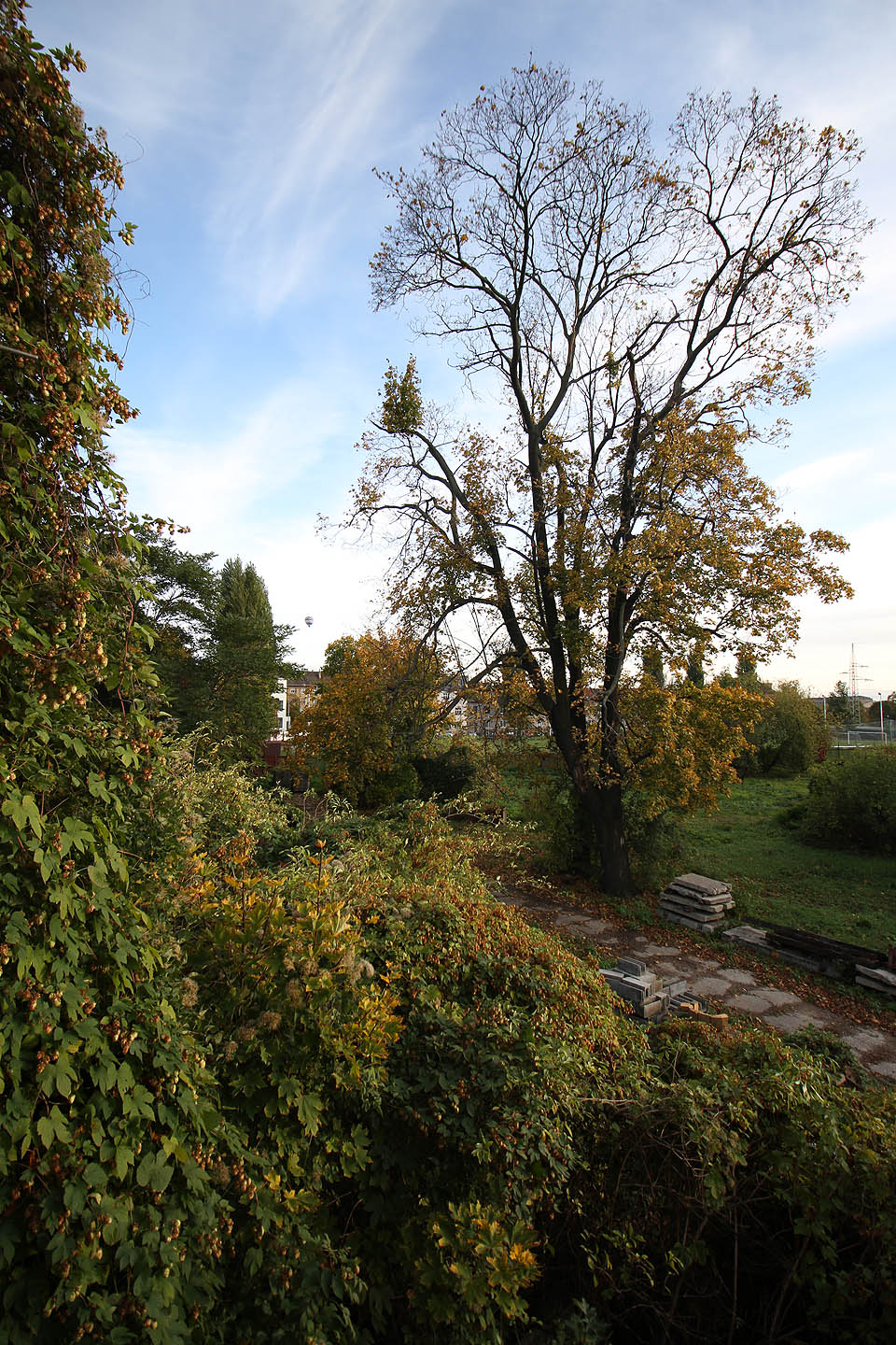 Kdyby byla lípa na snímku zhruba třikrát starší, pamatovala by si ještě, jak stála nedaleko břehu říčního ramene přitékajícího ze Staré Osady, později proměněného na Svitavskou strouhu a ještě později ukrytého navždy do podzemí.