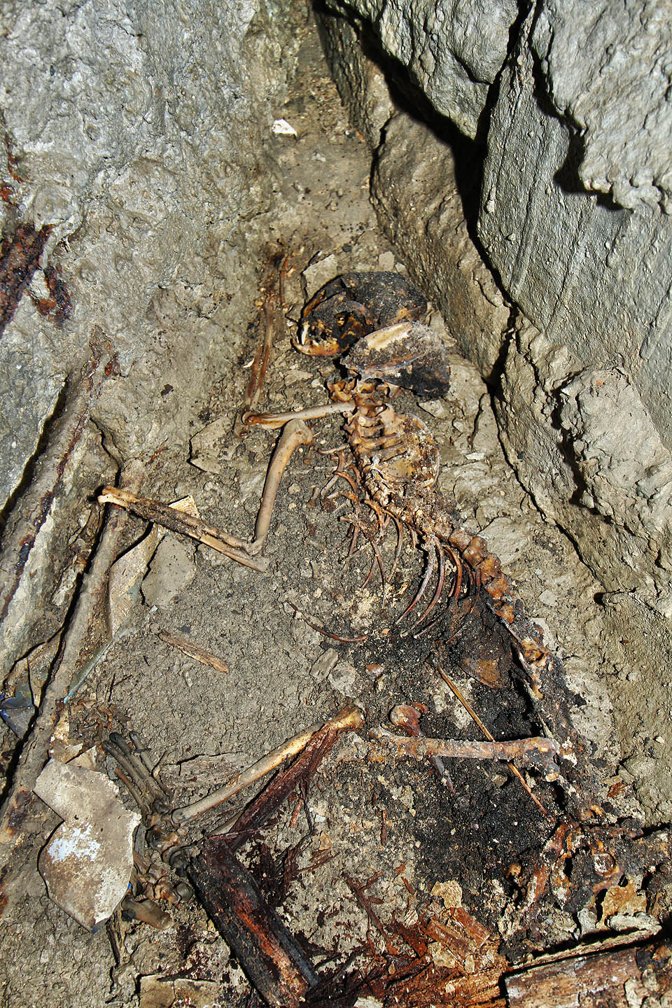 Nebohé zvíře zřejmě plaše prchlo do chodeb, aby se ukrylo před dělníky, kteří kdysi před 20 lety přišli zazdít vstup do podzemí a zalít vše betonem. Netušilo však, že cestu zpět už nikdy nenajde. Zanedlouho se totiž podzemím rozlehla věčná tma a ticho. Nezbylo pak už než ve stísněné skulině čekat na smrt.