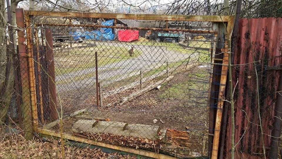 Některé objekty hlídají zuřiví psi, jiné roztomilé kočky. Tady pro změnu hlídá ovce.