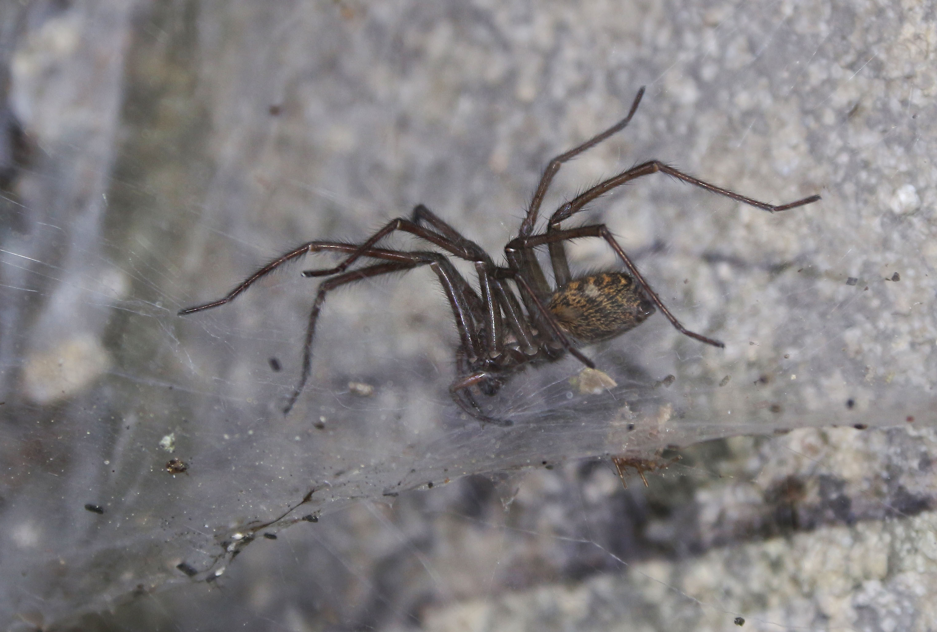Taky tu bydlí neobvykle velcí osminožci. Clupatí kamarádi obetkávají chodbu pavučinami, kterými se nezbývá než prodrat, chceme-li docíci světla na konci tunelu.