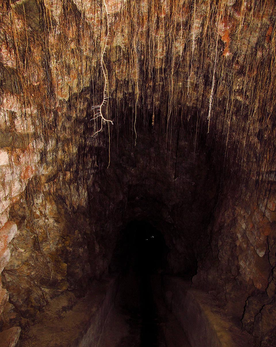 Tam, kde se štola blíží k povrchu a není vybetonovaná, nachází si cestu do jejího vlhkého prostředí tisíce malých kořínků.