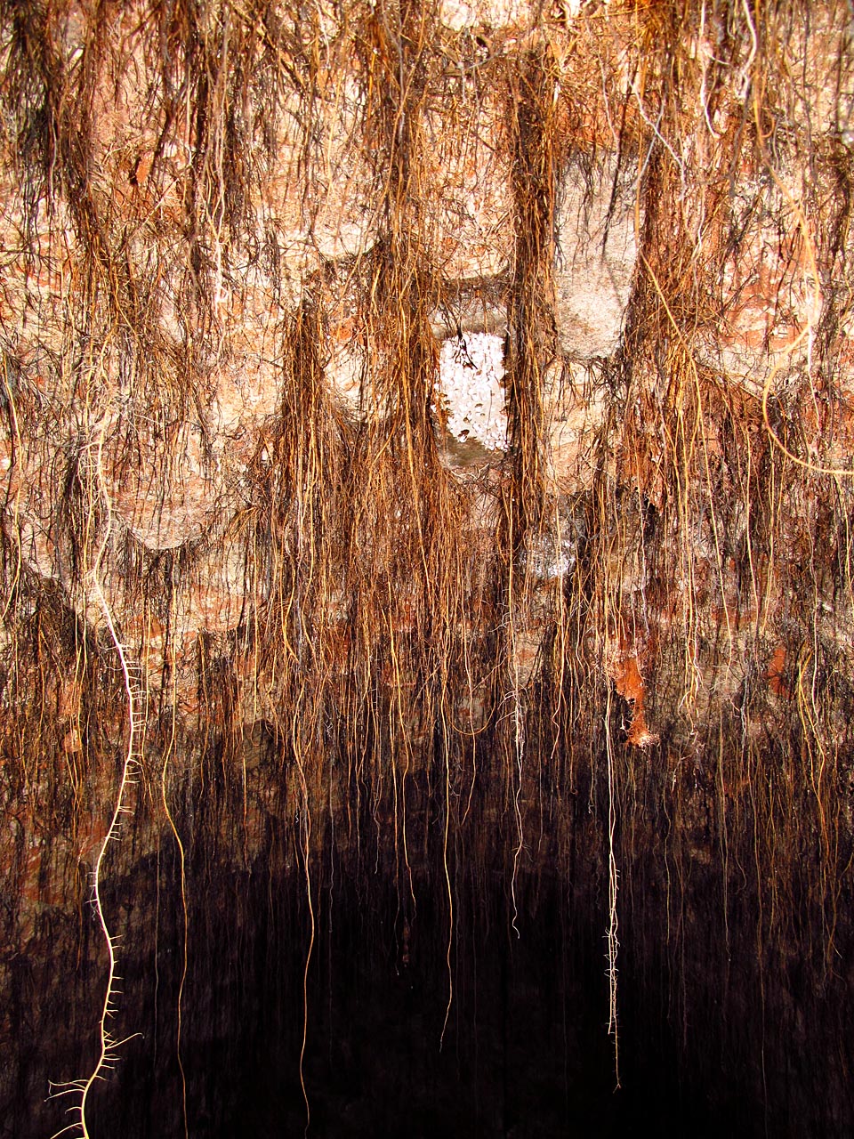 Vegetace proráží i skrz cihlovou klenbu. Jen pár centimetrů nad námi teď možná skotačí v parku děti a psi.