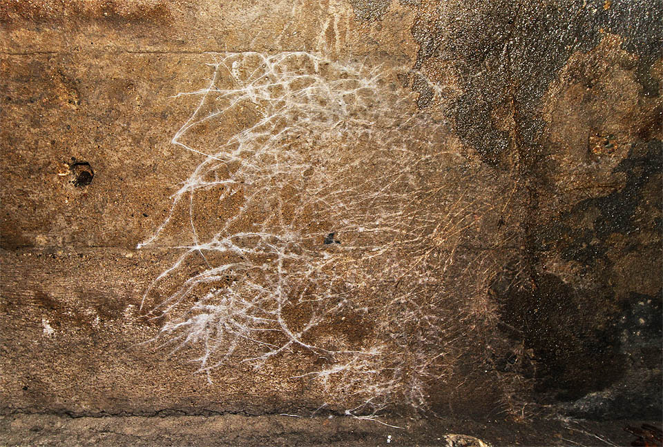 V krytu je celoročně tma a nic živého tu neroste a neběhá; jen stěny zdobí jemné tkanivo plísňových vláken.
