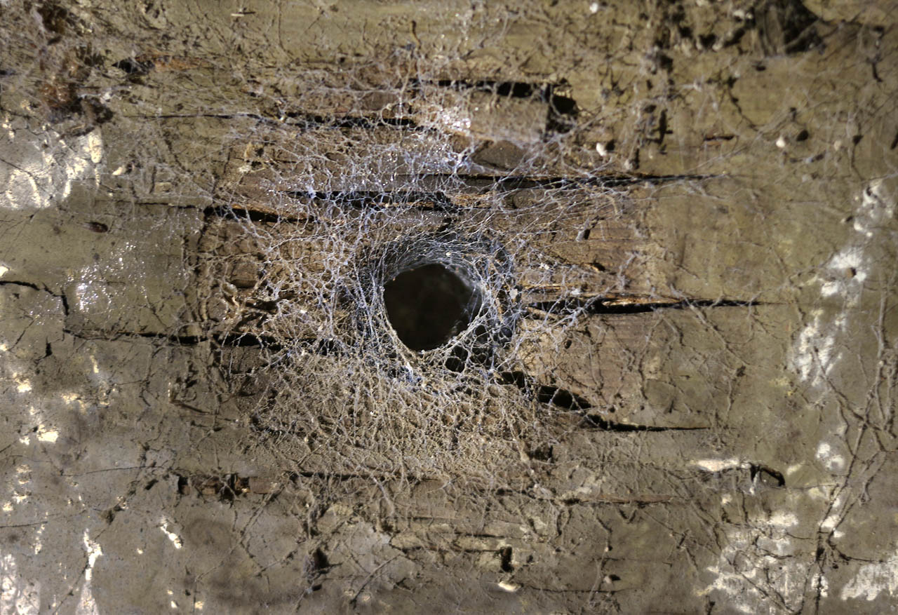 Jedinými obyvateli krytu jsou dnes malí osminozí tvorové, číhající na příležitostnou kořist ve skulinách zteřelých trámů.