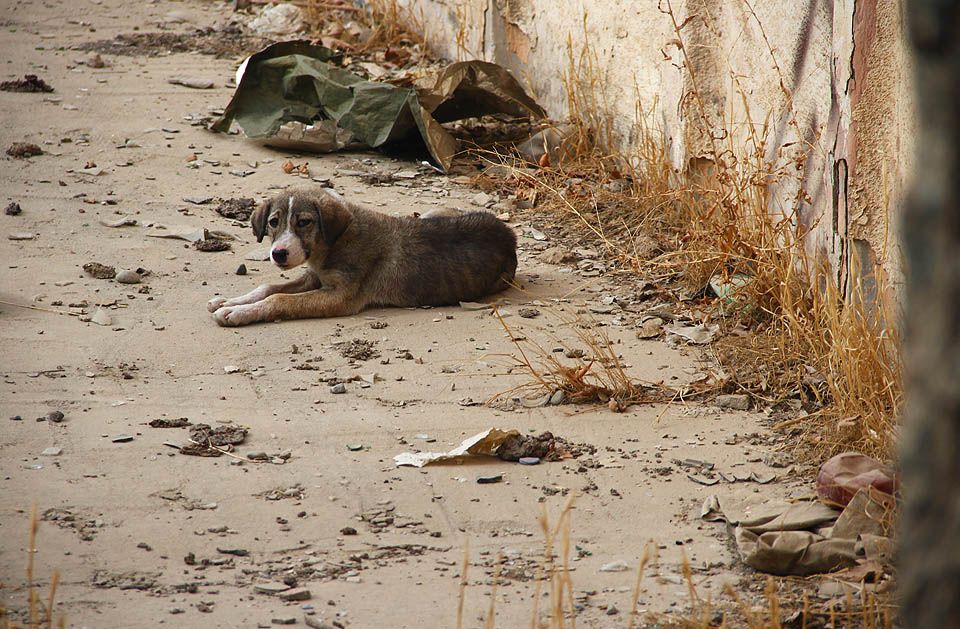 Na poslední představení tu čeká už jen smečka zpomalených toulavých psů. Na poslední představení tu čeká už jen smečka zpomalených toulavých psů.