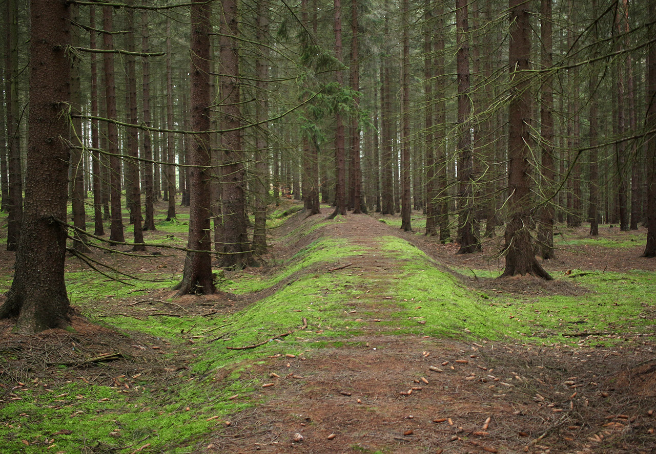 Tam, kde po náspu bývalé drážky nevedou lesní cesty, je lesní železnice snadno vystopovatelná.