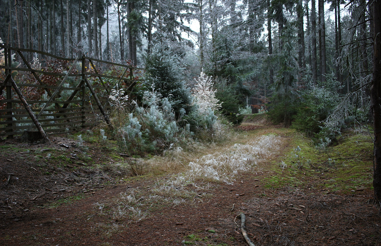 Ladný oblouk před Třemi stoly dnes využívá malebná lesní cesta.