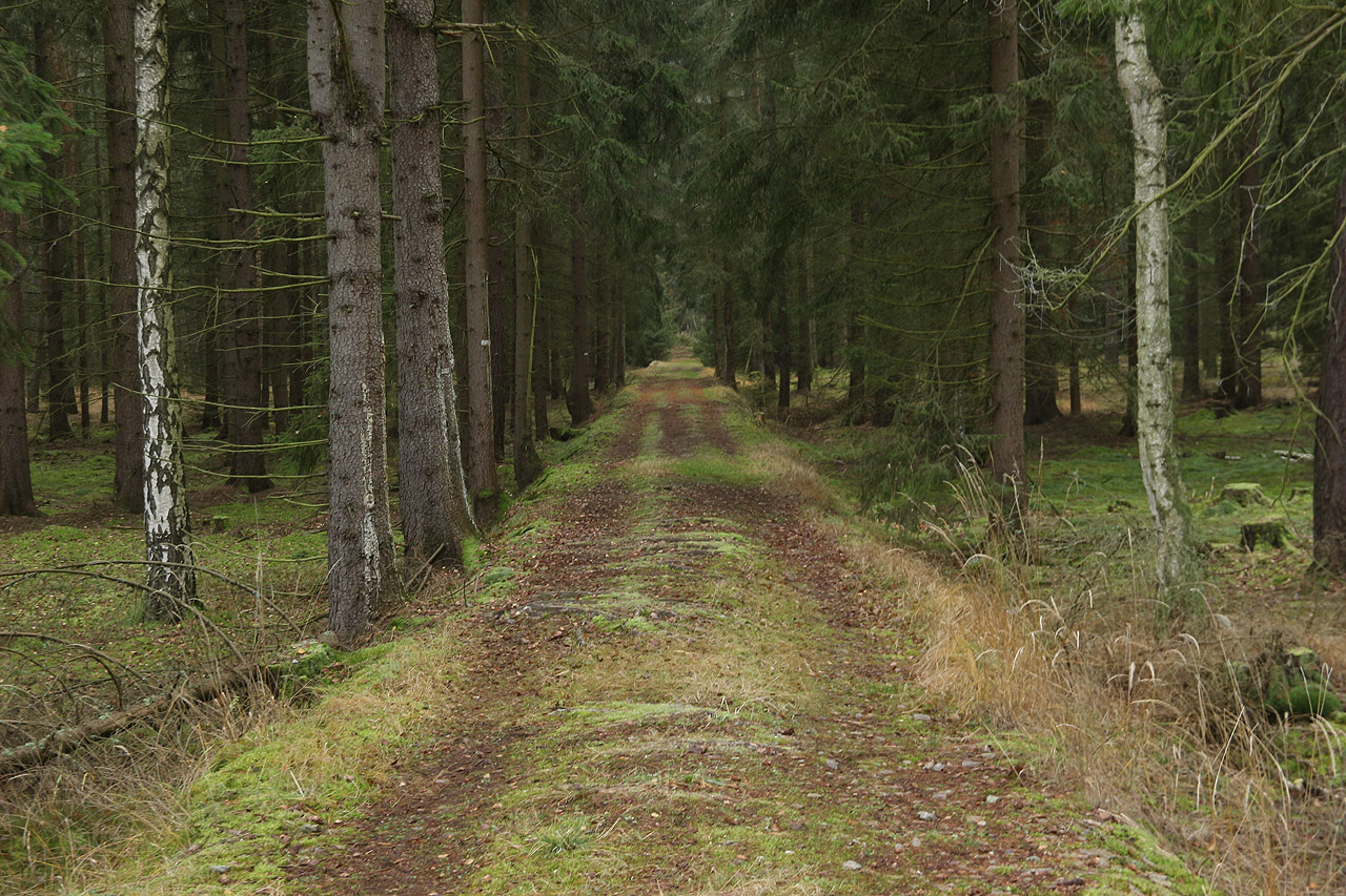 Po rozježdění náspu lesní technikou by se sem vešla i kolej standardního rozchodu.