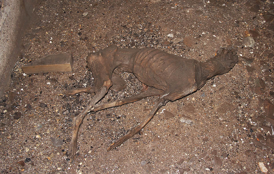 Muzlovský tunel má i jedno hrozivé tajemství. Bezhlavého mumifikovaného psa, jehož duch hlídá podzemí před nezvanými hosty a jehož tkáně se již dávno vsákly do prameniště pitné vody.