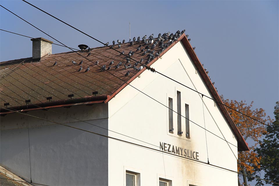 Holubi na střeše staniční budovy v Nezamyslicích v předvečer zimy roku 2015.