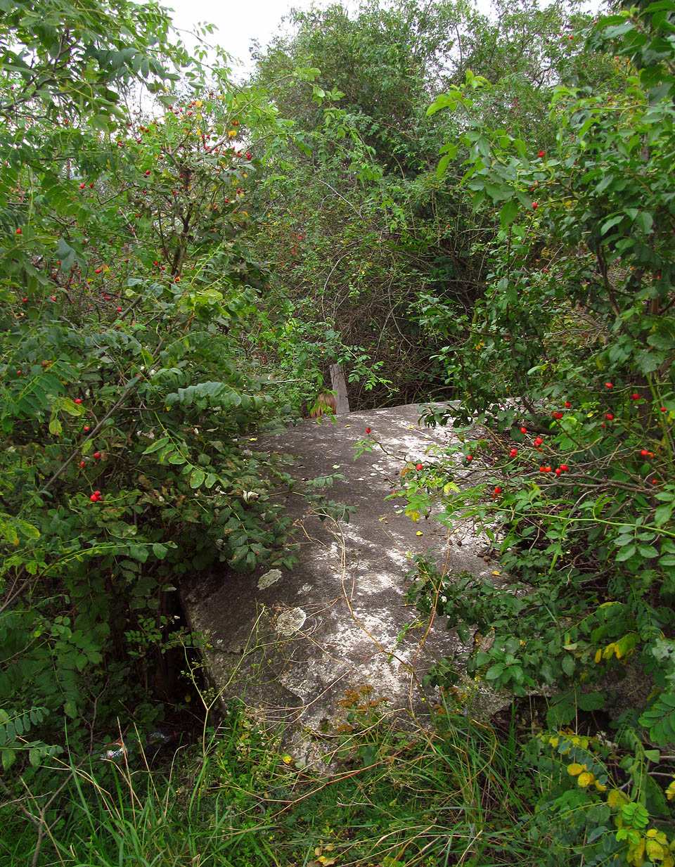 Kdysi vedly průzory do tří stran. Vlivem bujné vegetace dnes ale nelze pozorovat víc než dozrávající šípky.