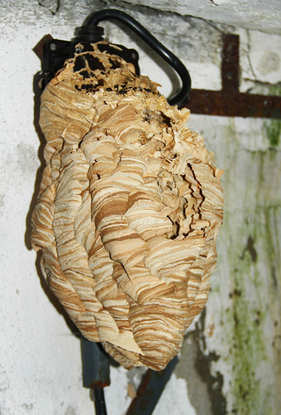 Rozsvítit se mohou pokusit jen odvážní - vypínač se stal součástí úctyhodně velkého sršního hnízda.