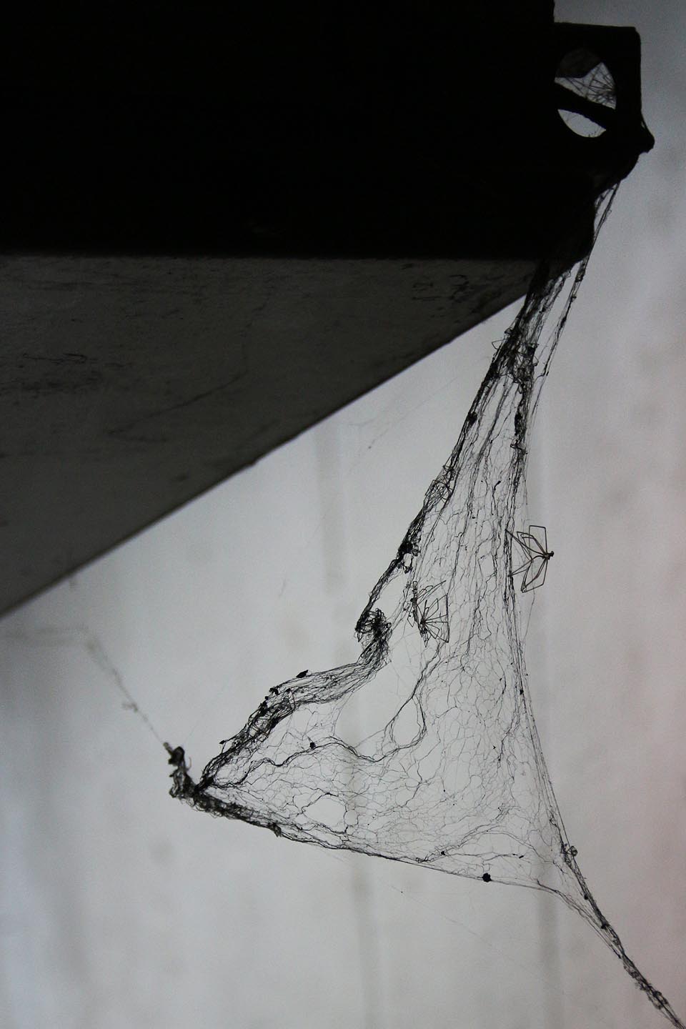 Snad pavouci stavěli své sítě tak, aby zachytily co nejvíce elektřiny ze vzdušného elektromagnetického pole.