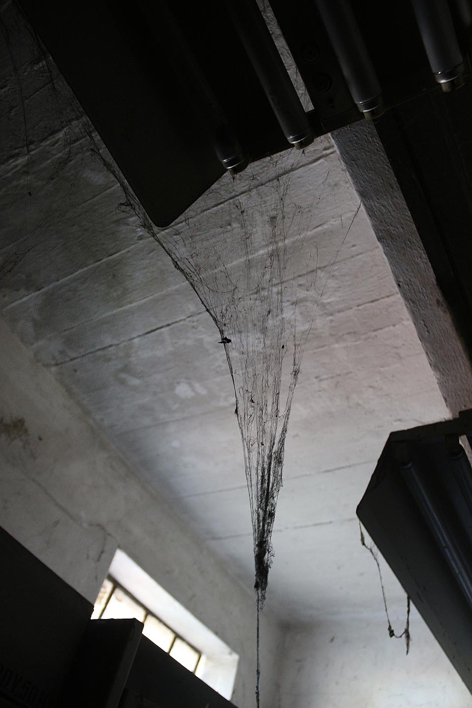 Rozměry některých pavučin jsou tu bez pochyb úctyhodné.