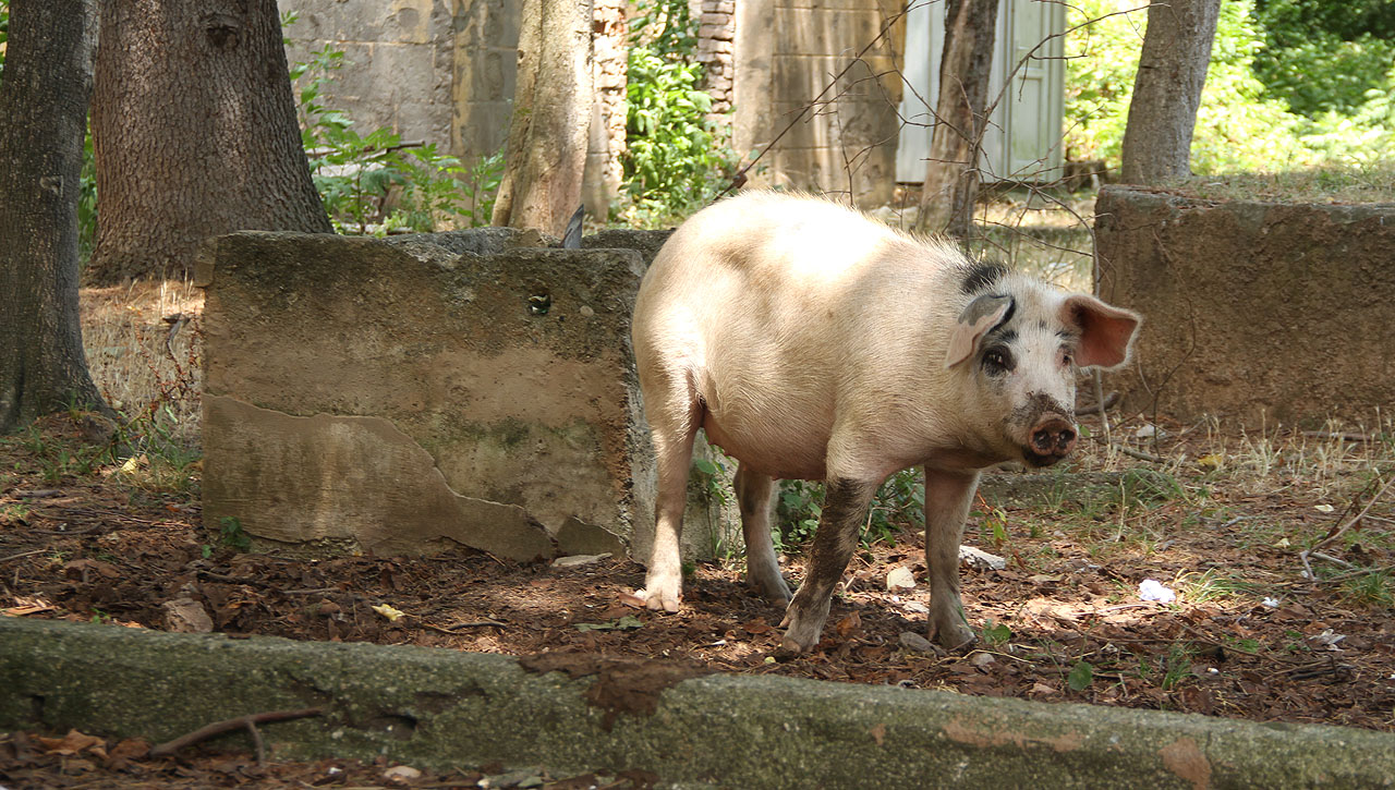„Chtěl bych stát na nádraží, kde jen prase obchází, kde jízdní řády nejsou, nikomu však neschází. Vlak jede dvakrát za den, ráno a pak k poledni, mašina už bere vodu, rychle nasedni.“