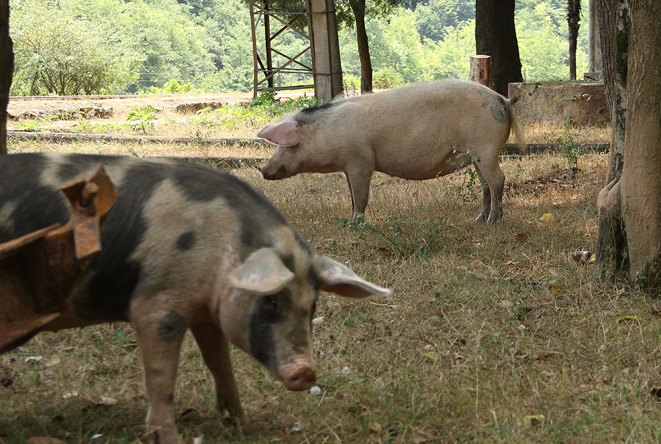 Ve stínu nádražního lesíku z palem, cedrů a moruší mají místní prsata ten nejhezčí možný život.