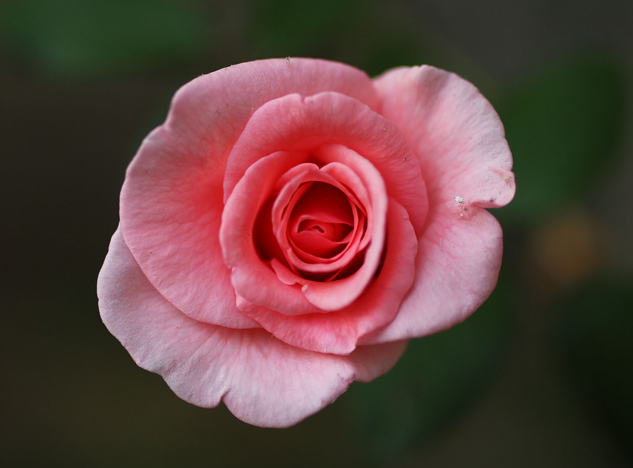 A skutečně - jako by tu v zemi nikoho zavládl dokonalý smysl pro absurditu - kromě mnoha druhů suchomilného plevele je jediným potomkem kdysi pěstovaných květin ve skleníku tato osamělá růžová růže.