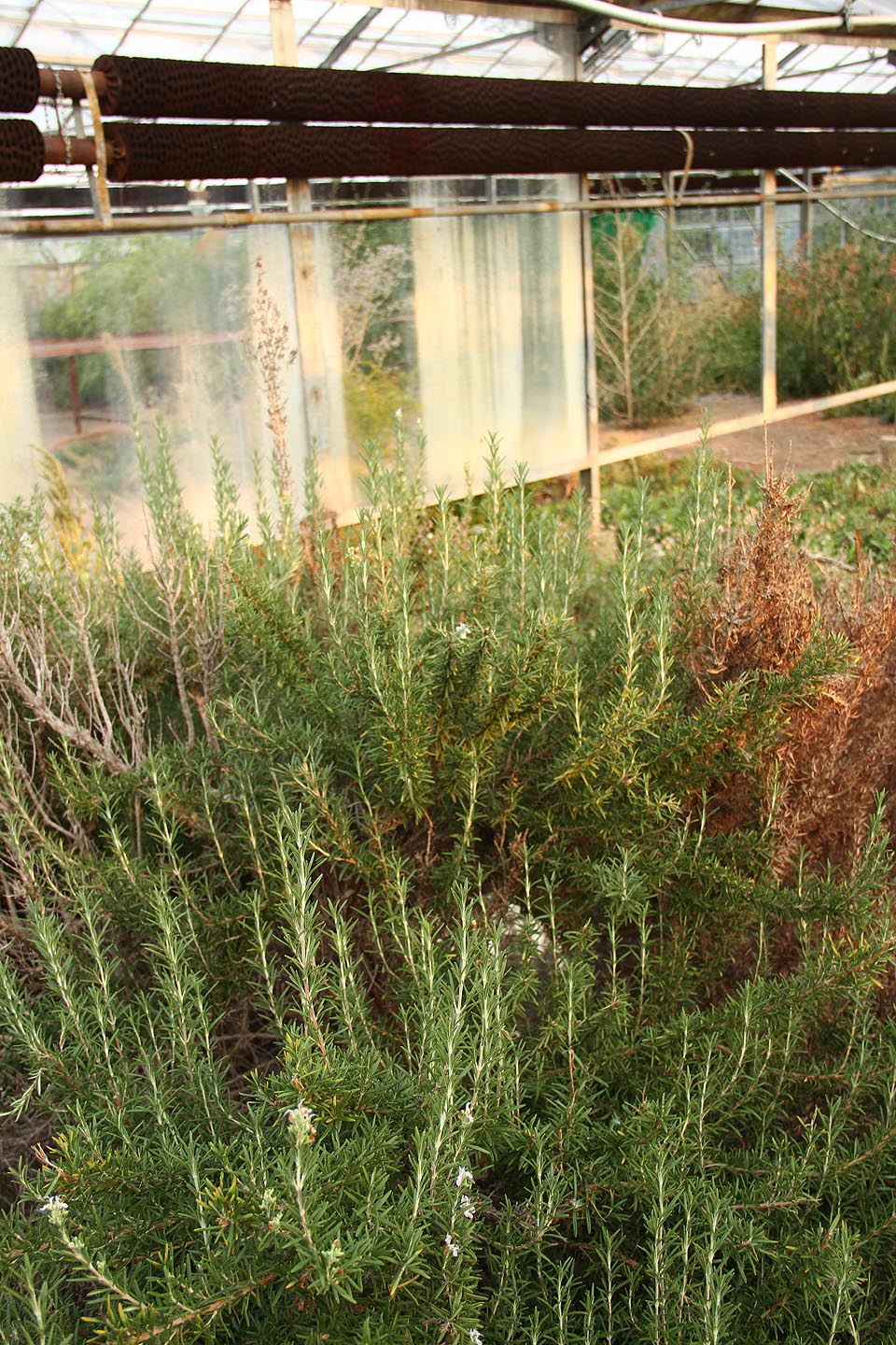 Škoda, že současná fotografie neumí zachytit vůni rostlinných silic.