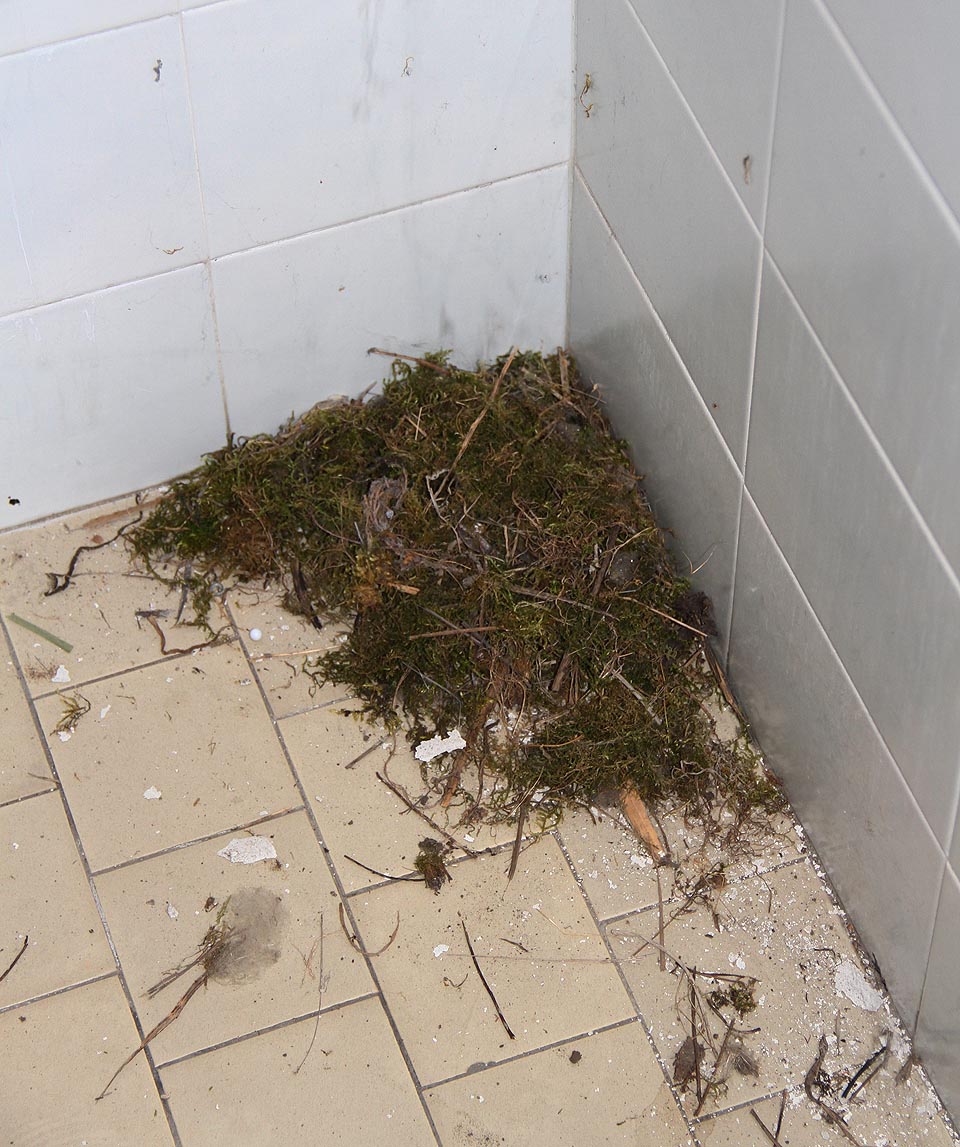 V koutech opuštěné školy si dnes staví svá doupátka z mechu spokojené myši a ptáci.