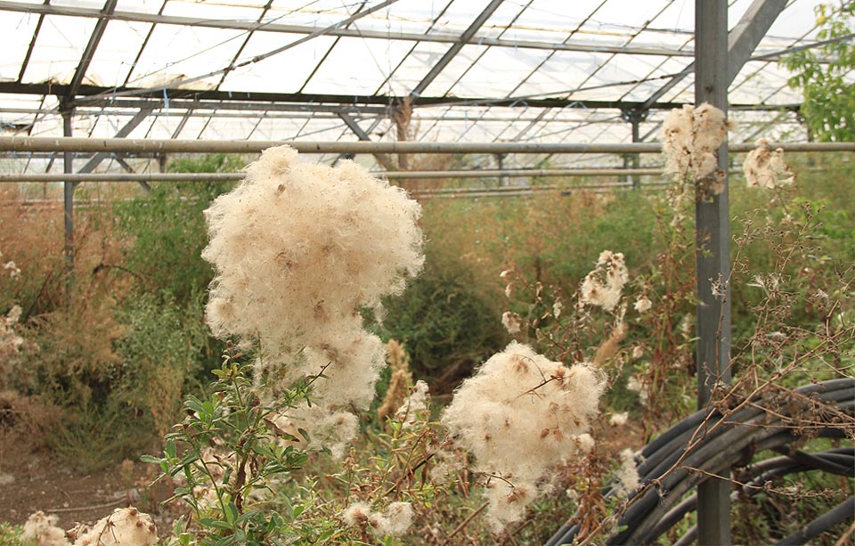 Místy to vypadá, že se ve sklenících pěstovala bavlna.