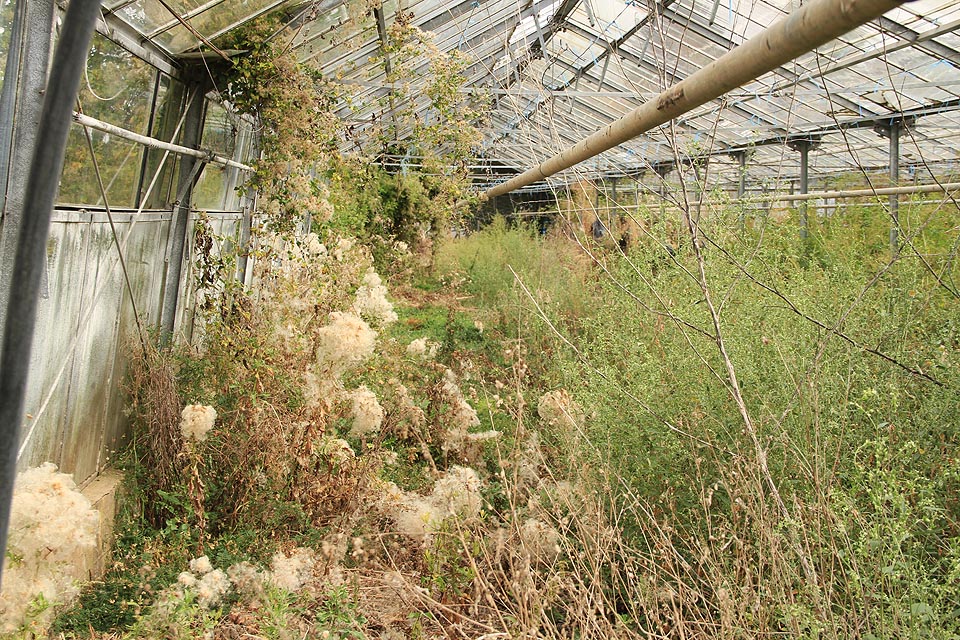 Těžko si představit příjemnější místo pro růst suchomilných rostlin.