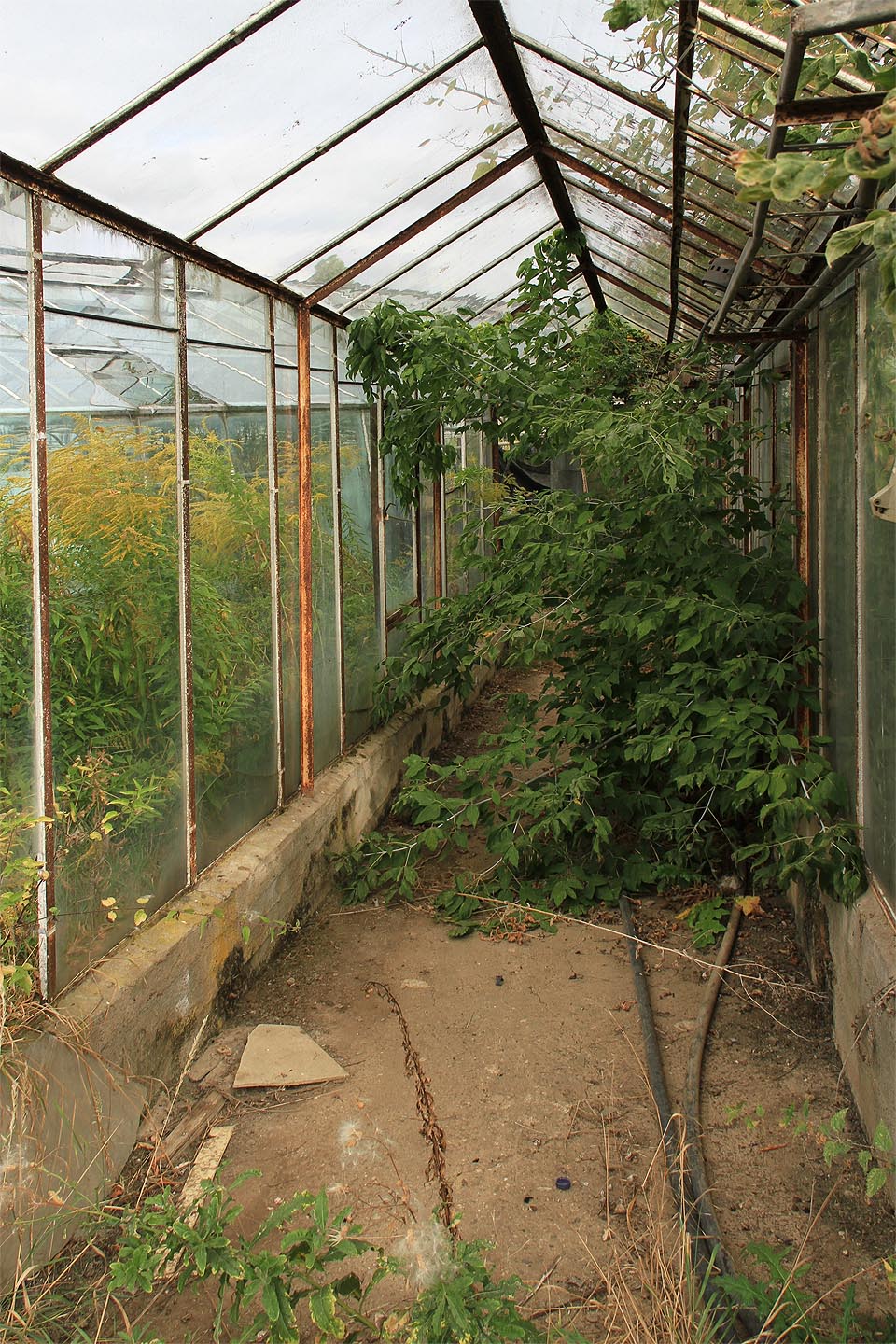 Jako voják na stráži stojí v dalším spojovacím krčku bezový keř.