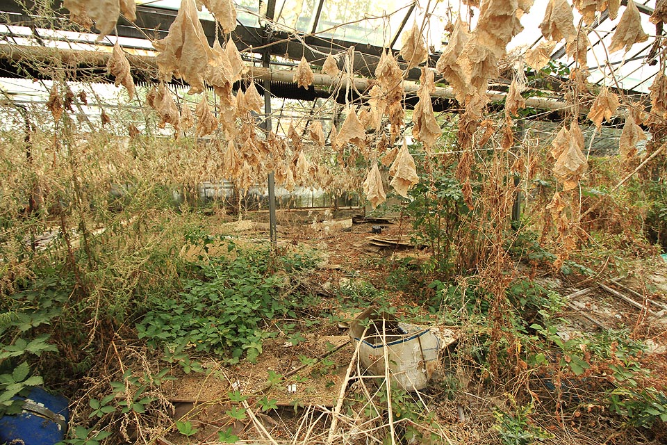 Uschlé okurkové listí vypadá, jako by drželo státní smutek.