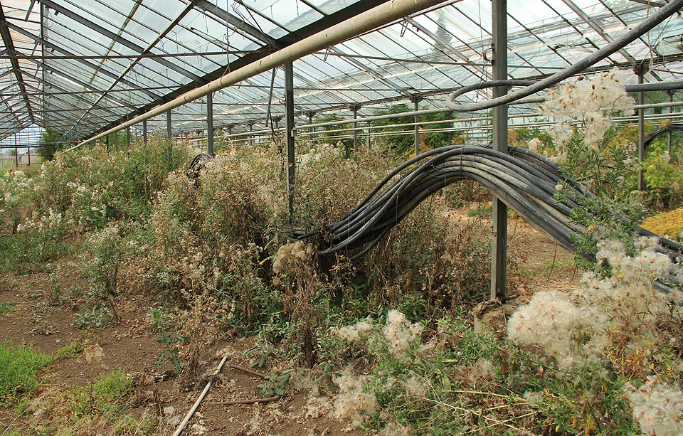 To, co není bavlna, před tím, co je vlna.