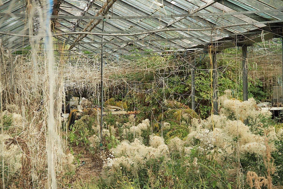 Poslední velký  skleník vypadá, jako by ho zapletli svými sítěmi obří pavouci. Ve skutečnosti tu ale žije úplně jiné stvoření.