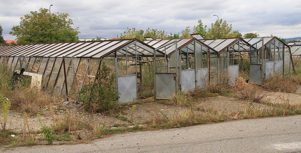 …zborcené harfy tón…