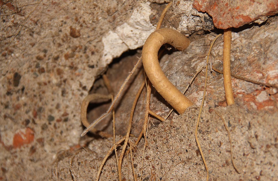 Trosky zříceného domu pokryl během třičtvrtěstoletí náletový les a kořeny jeho stromů pronikají mezi cihlami kleneb. Když zjistí, že jsou ve volném prostoru, stáčí se zpět ke zdi a vytváří elegantní držadla.