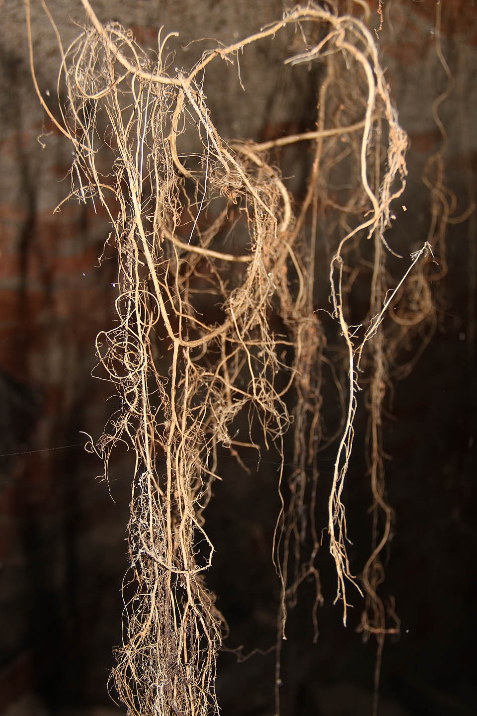 Spousty vlasově jemných kořínků visí ze stropu a poskytují tak pavoukům dokonalou spleť pro stavbu ještě složitějších pavučin.