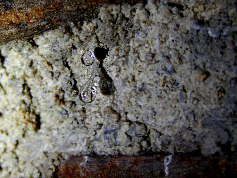 Jako bychom ani nechtěli věřit svým očím. Voda je tu, několik metrů pod zemským povrchem, nějaká hustší. Průzračné kapky se z cihelného klenutí snáší pomalu jako kdyby byly z medu.