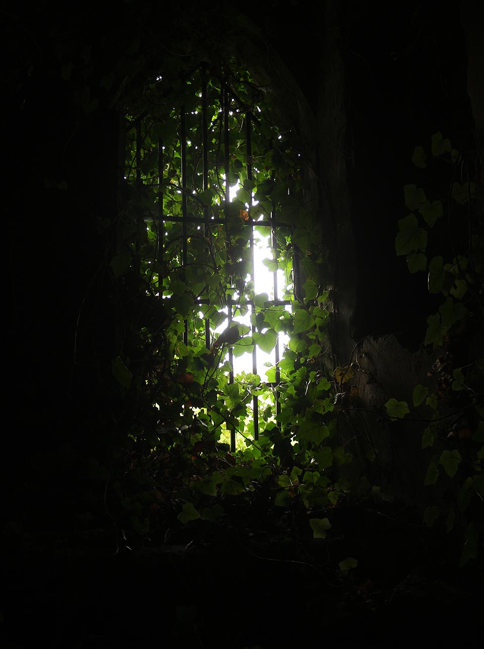 Vstup do historických pivovarských sklepů v Přerově pohltily popínavé rostliny. Kdo o něm neví, nenajde jej.