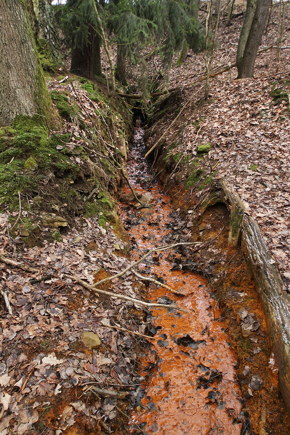 Odhalit zdroj sytě oranžového bahna není složité. Podivná hmota prýští ze zářezu na levém břehu potoka, asi půl kilometru pod Hutí svaté Antonie.