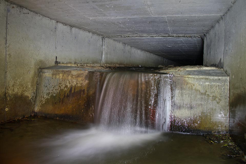 První stupeň před snížením profilu (pravděpodobně z důvodu křížení s kmenovou stokou A). První stupeň před snížením profilu (pravděpodobně z důvodu křížení s kmenovou stokou A).