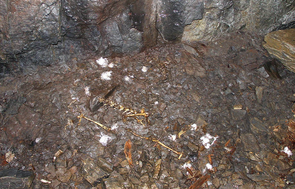 Některá zvířata chodí do štoly zemřít, podobně jako ve španělském Batallones. Netopýři jistě nepohrdnou…