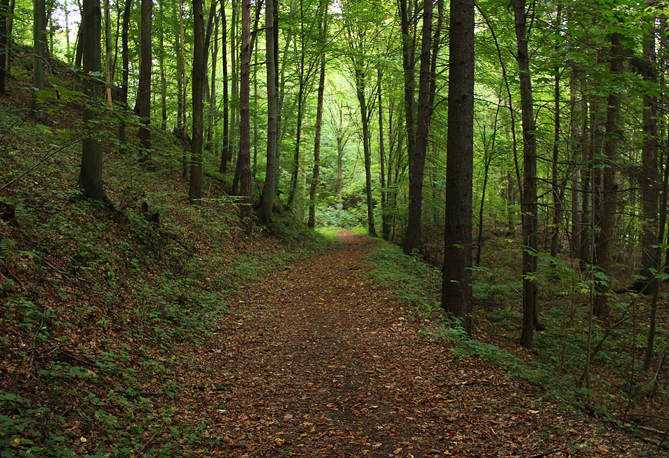 Klesající násep úzkokolejky od horní hrany lomu směrem k obcí.